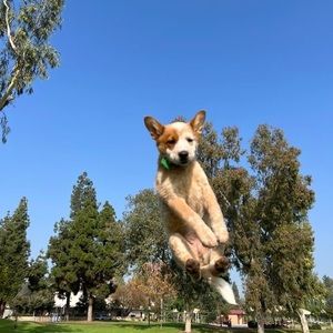 Meet your Posher, Shin